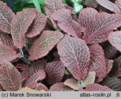 Fittonia albivenis Josan