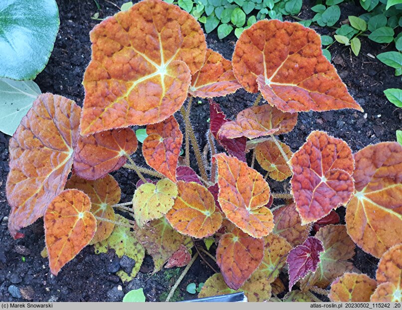Begonia Autumn Ember