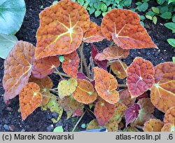 Begonia Autumn Ember