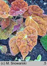 Begonia Autumn Ember