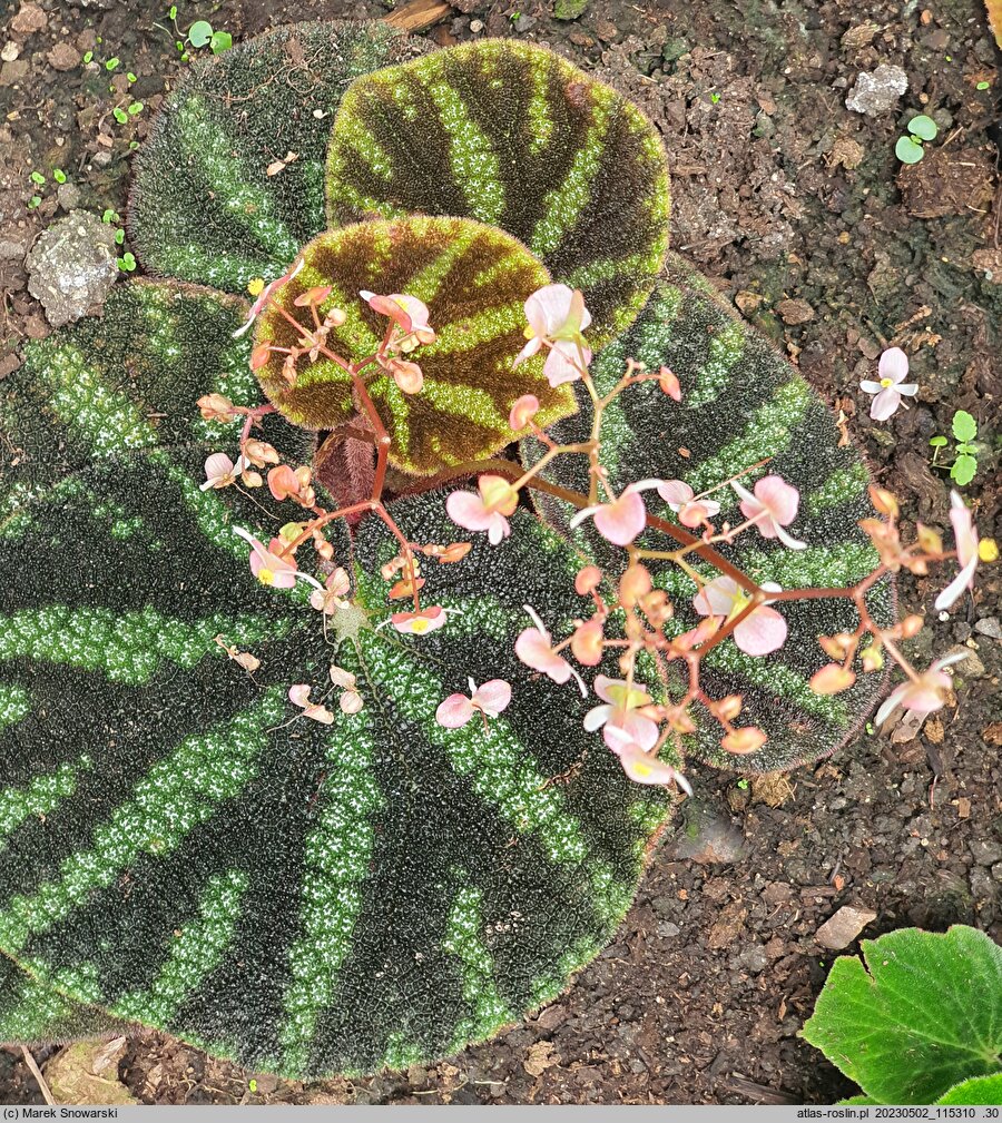 Begonia kui