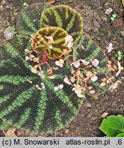 Begonia kui