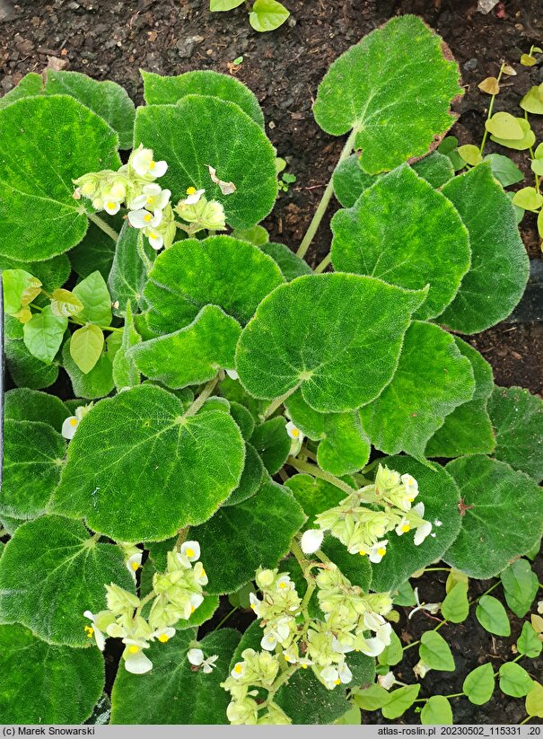 Begonia imperialis Smaragdina