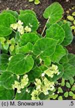 Begonia imperialis Smaragdina