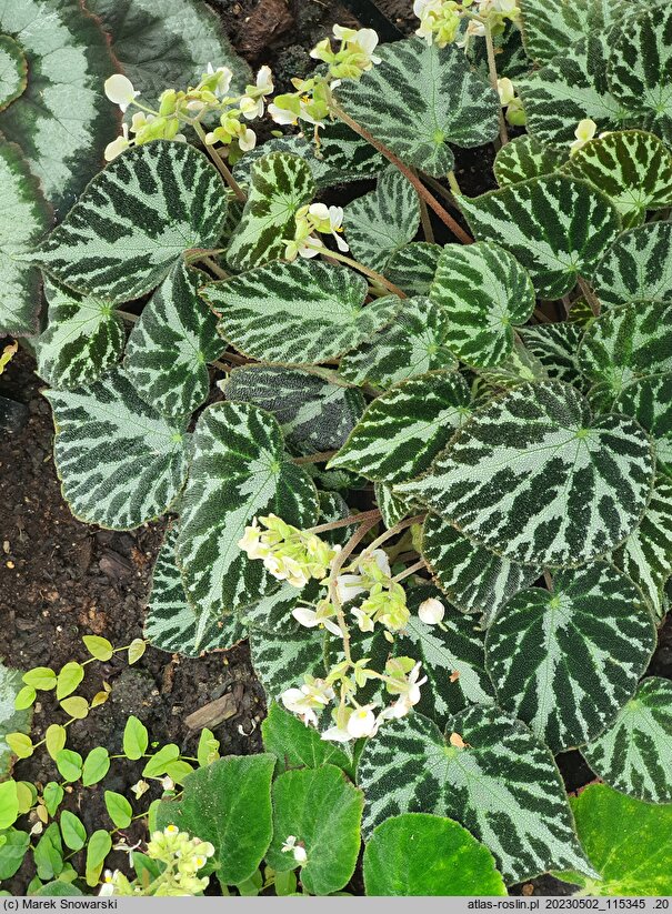 Begonia imperialis