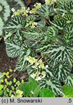 Begonia imperialis