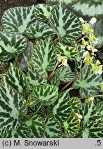Begonia imperialis