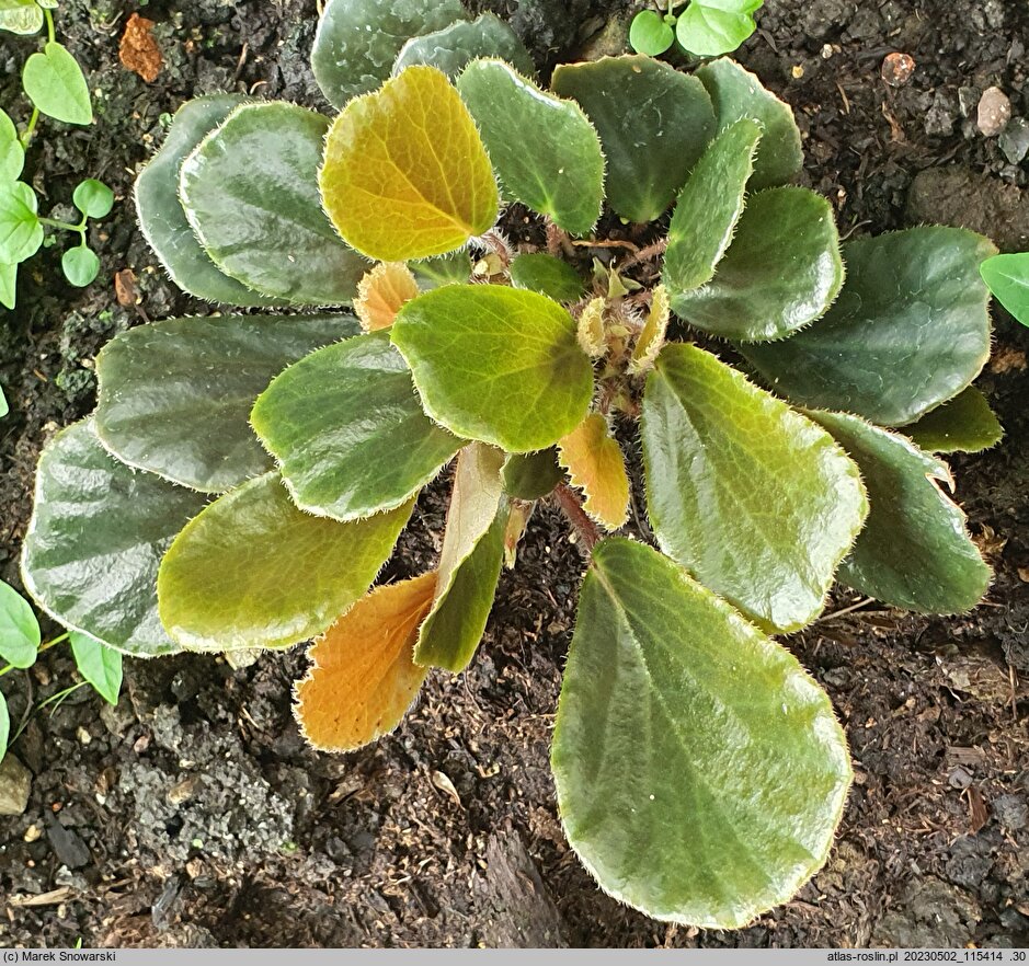 Begonia blancii