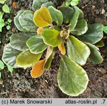 Begonia blancii