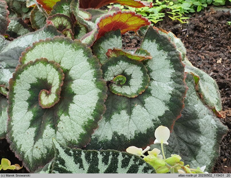 Begonia rex (begonia królewska)