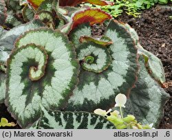 Begonia rex (begonia królewska)