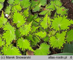 Begonia rex (begonia królewska)