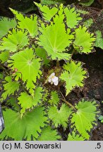Begonia rex (begonia królewska)