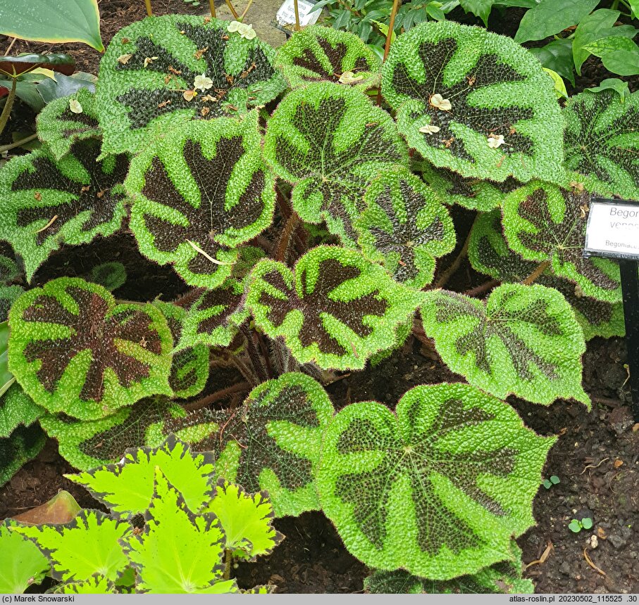 Begonia venosa