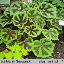 Begonia venosa