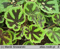 Begonia venosa