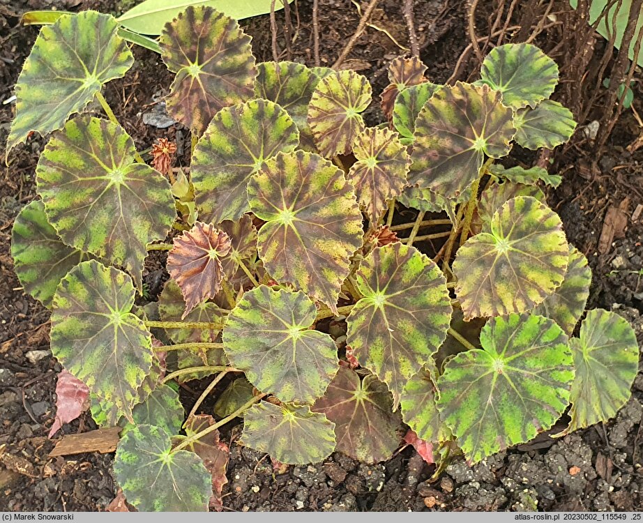 Begonia bowerae