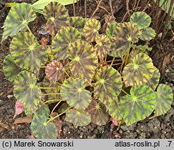 Begonia bowerae