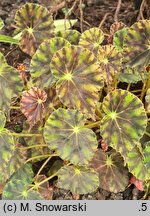 Begonia bowerae