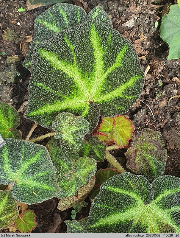 Begonia solimutata