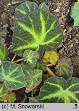 Begonia solimutata