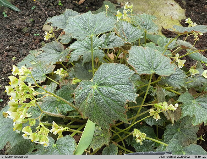 Begonia scabrida