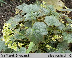 Begonia scabrida