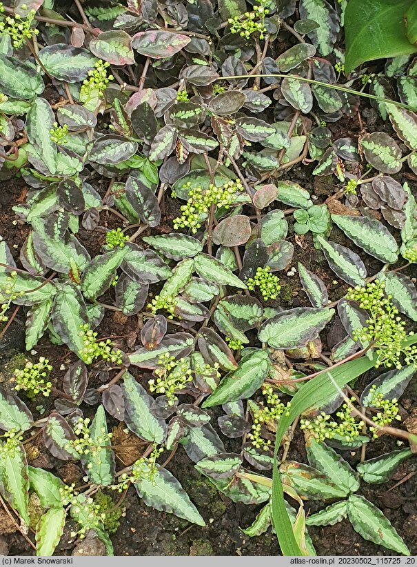Procris repens