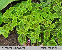 Pilea involucrata (pilea błyszcząca)