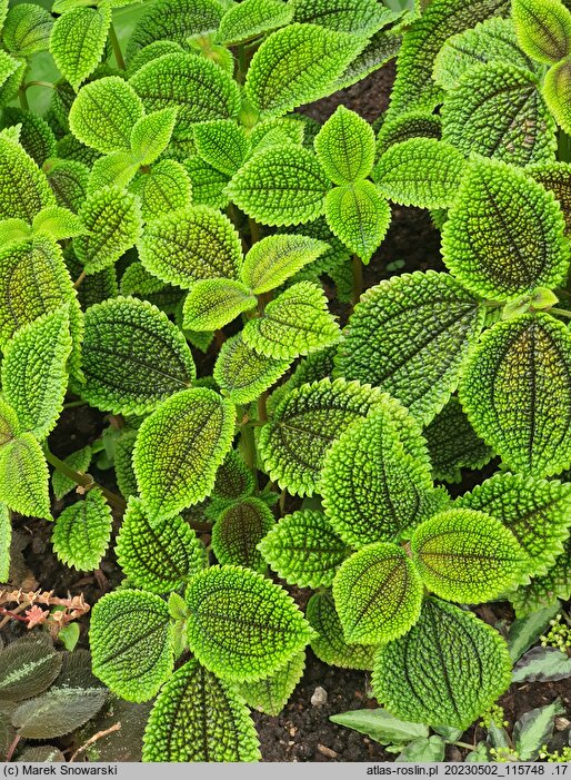 Pilea involucrata (pilea błyszcząca)