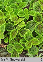 Pilea involucrata (pilea błyszcząca)