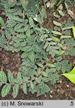 Procris repens