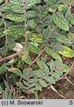 Procris repens