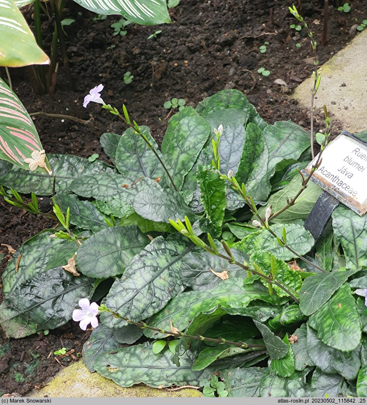 Ruellia blumei