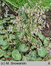 Saxifraga stolonifera (skalnica rozłogowa)