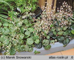 Saxifraga stolonifera (skalnica rozłogowa)