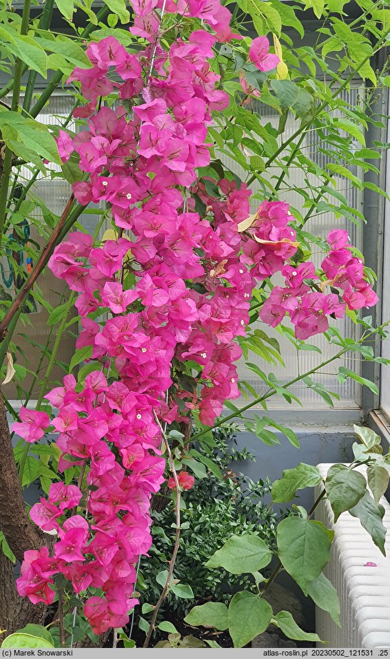 Bougainvillea glabra (bugenwilla gładka)