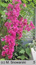 Bougainvillea glabra (bugenwilla gładka)