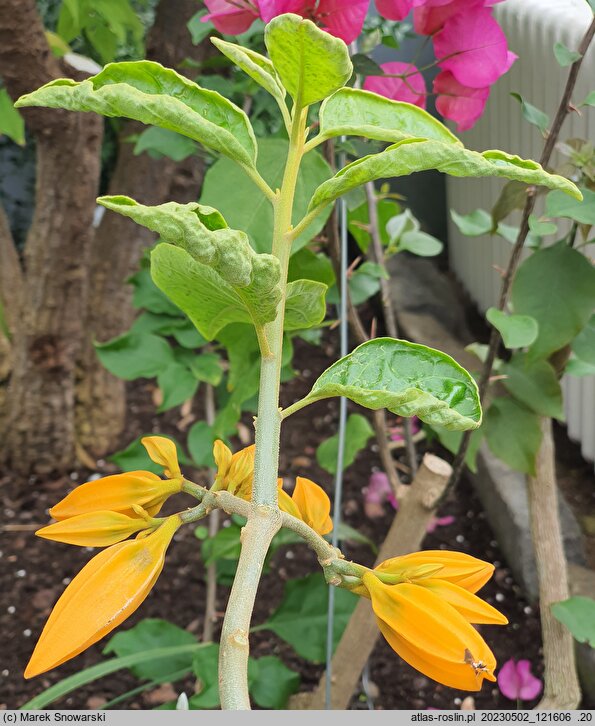 Juanulloa mexicana