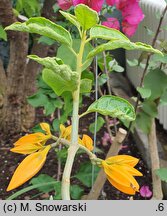 Juanulloa mexicana