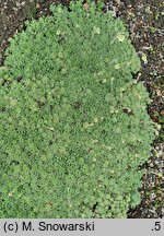 Saxifraga cochlearis (skalnica łyżkolistna)