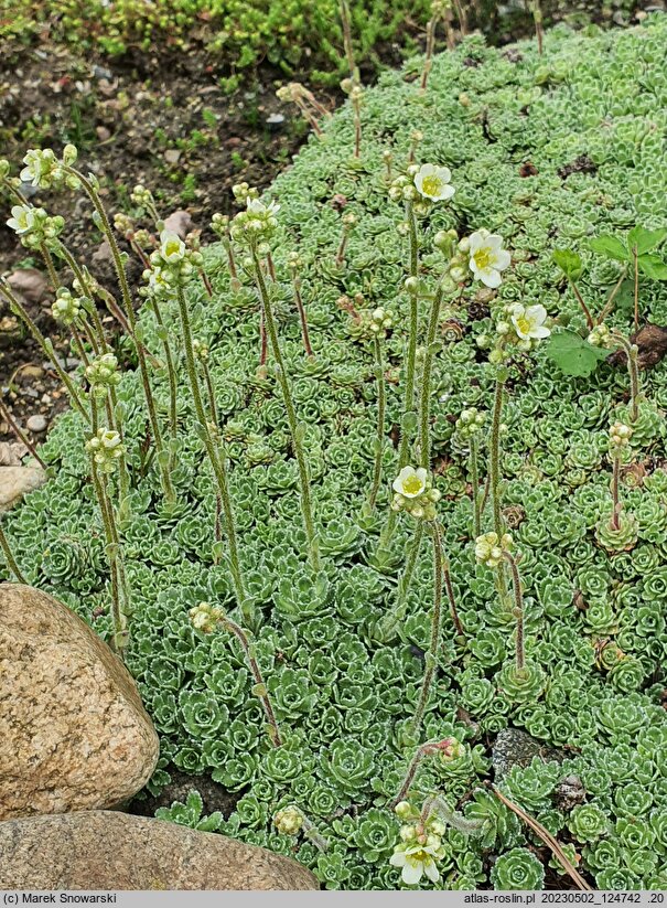 Saxifraga cochlearis (skalnica łyżkolistna)