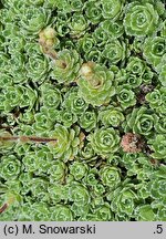Saxifraga cochlearis (skalnica łyżkolistna)