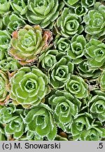 Saxifraga cochlearis (skalnica łyżkolistna)