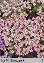 Saxifraga rosacea (skalnica różyczkowa)