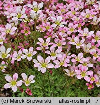 Saxifraga rosacea (skalnica różyczkowa)