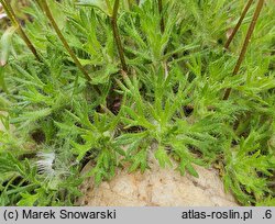 Saxifraga rosacea (skalnica różyczkowa)