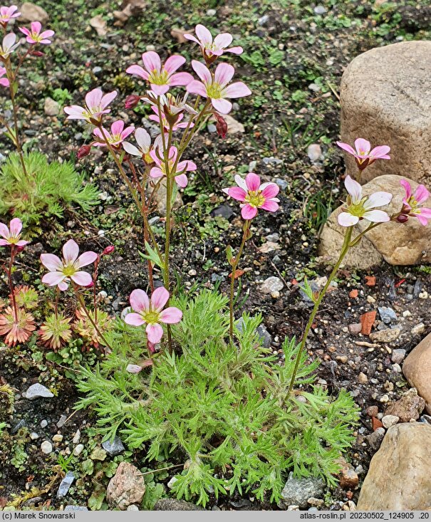 Saxifraga rosacea (skalnica różyczkowa)