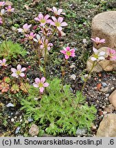Saxifraga rosacea (skalnica różyczkowa)