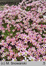 Saxifraga rosacea (skalnica różyczkowa)